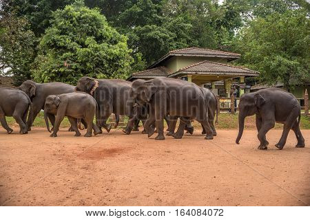 Sri Lanka: group of elephants going to drinking and be bathing place in Pinnawala, the largest herd of captive elephants in the world