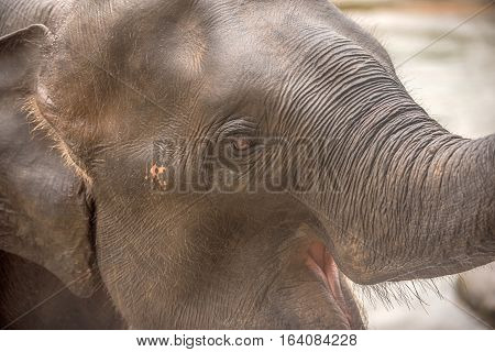 Head of Asian elephant in Pinnawala, Sri Lanka