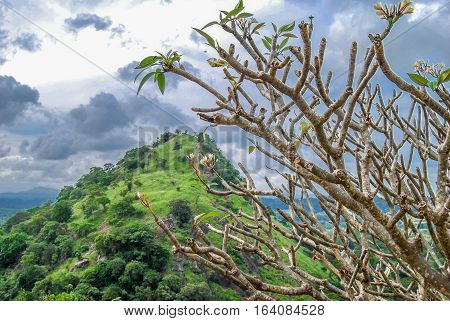 Temple tree and the hill. Dambulla, Sri lanka.