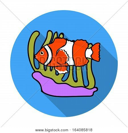 Clownfish and anemone icon in flat design isolated on white background. Australia symbol stock vector illustration.