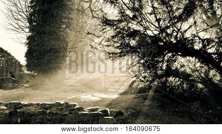 Sun beams filtering through trees at Fountains Abbey near Ripon