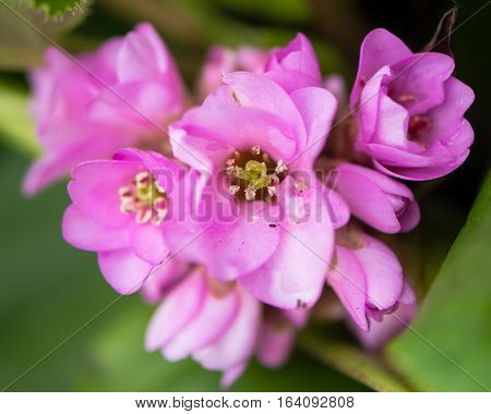 Elephant's ears flowers (Bergenia cordifolia). Bell-shaped pink flowers of evergreen rhizomatous perennial in the family Saxifragaceae