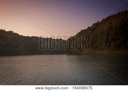 White swan and its swimming at the lake in Pang Ung national park of Mae Hong Son province Thailand