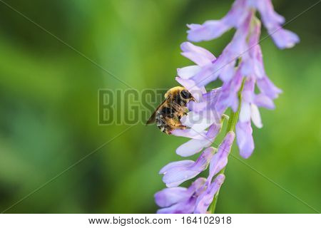 Bee polinated violet purple wild flowers on green blurred nature background macro