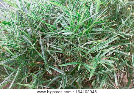 Green bamboo leaves background - Soft Focus