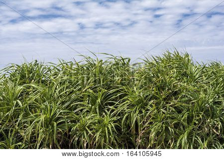 Young screw pine(Pandanus odorifer) tree under sky