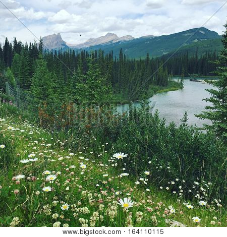 Bright green grass,white wild flowers and thick trees along river bank with river,forest, mountains,peaks and cloudy sky background. Sunshine on mountain peaks.  Mountain landscape.
