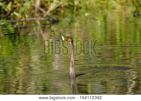 Anhinga (Anhinga anhinga) swimming with fish in its beak
