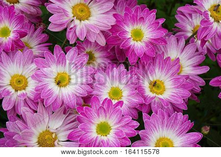 Close up. top up view. pink flowers on green background.