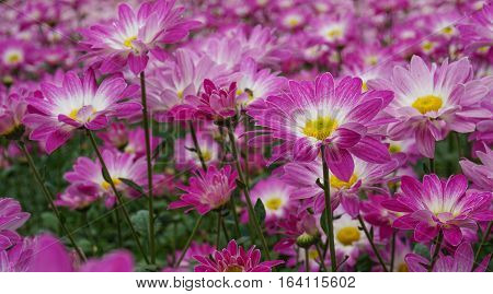 Close up. top up view. pink flowers on green background.