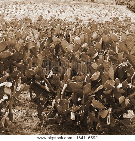 Plantation of Prickly Pear in Sicily Vintage Style Sepia