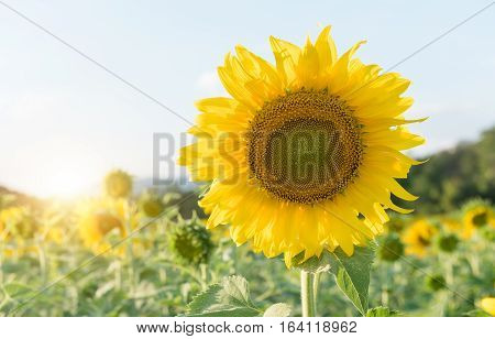 Beautiful Blooming Sunflower In Files