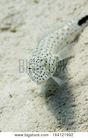 Speckled Sandperch