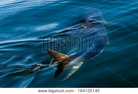 Great White Shark Underwater . Great White Shark (carcharodon Carcharias) In The Water Of Pacific Oc