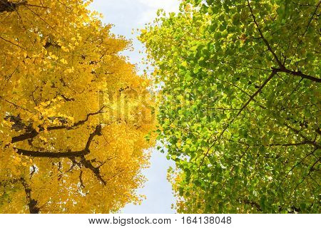 Green and yellow fall leaves of Ginkgo Biloba Maidenhair trees with blue sky in autumn at Japan
