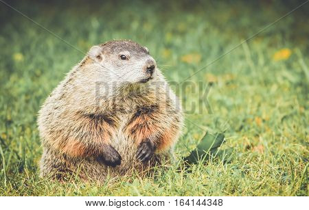 Groundhog in vintage garden setting standing up and looking