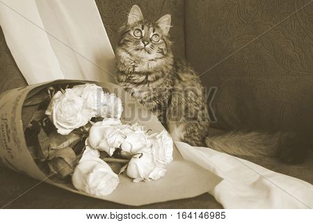 Cat With Bouquet In Vintage.