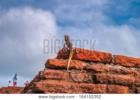 Black-lipped lizard on the red brick wall. Sigiriya Lion Rock. Sri Lanka.