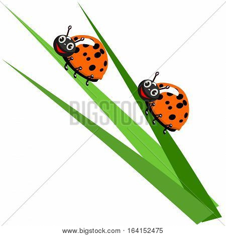 Ladybug On Leaf, Isolated On White Background, Vector Illustration