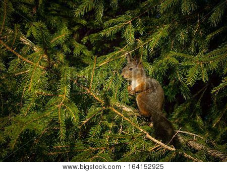 A squirrel sitting upright in a spruce tree watching down