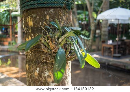 Wild orchid plant on tree, stock photo