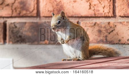 Endearing, springtime Red squirrel, close up,  sitting up on a deck, paws tucked to chest.