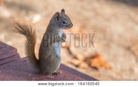 Endearing, springtime Red squirrel, close up,  Standing up on a deck, paws tucked to chest.