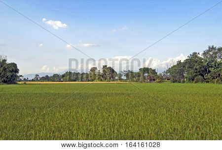 Green rice field with a blue sky