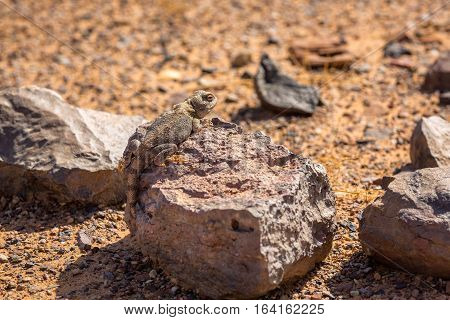 Iguana In The Desert Hamada Near Sahara