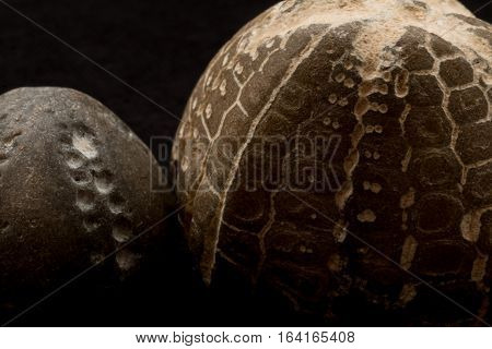 Fossils Of Sea Urchins Macro