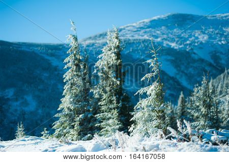 Winter in the mountains national park. Snowy and sunny