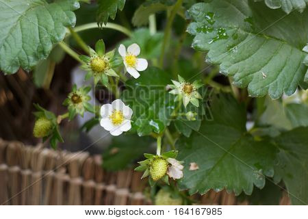 Unripe strawberries growing on the farm stock photo