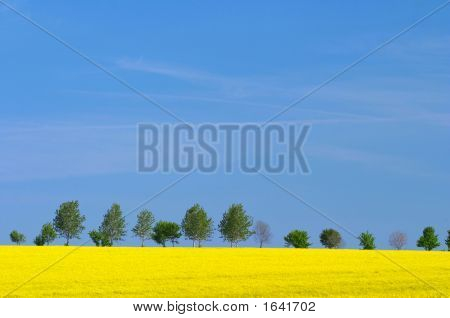 จัดภูมิทัศน์ ด้วย Oilseed Rape