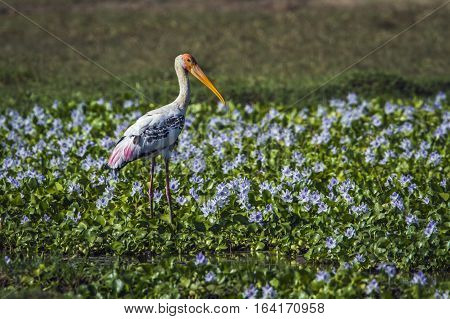 Painted stork in Pottuvil nature reserve, Sri Lanka ; specie Mycteria leucocephala family of Ciconiidae
