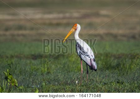 Painted stork in Pottuvil nature reserve, Sri Lanka ; specie Mycteria leucocephala family of Ciconiidae