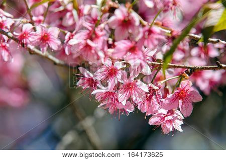 Prunus cerasoides at Khun Chang Kian, Thailand
