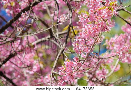 Prunus cerasoides at Khun Chang Kian, Thailand