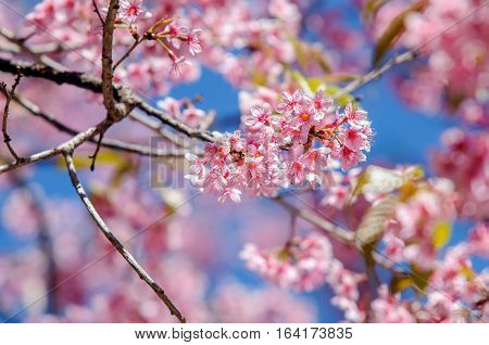 Prunus cerasoides at Khun Chang Kian, Thailand