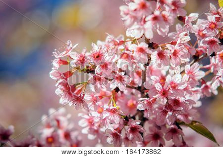 Prunus cerasoides at Khun Chang Kian, Thailand