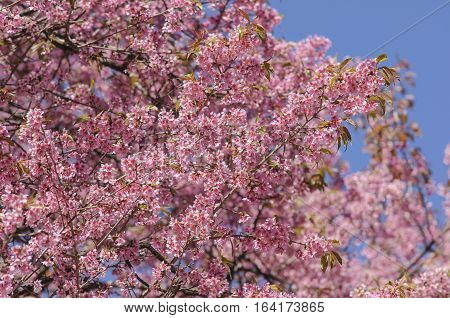 Prunus cerasoides at Khun Chang Kian, Thailand