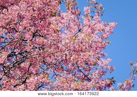 Prunus cerasoides at Khun Chang Kian, Thailand
