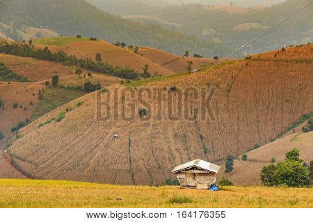 Small hut in rice field with rice stubble left after harvesting and corn field at Ban Pa Pong Piang Chiang Mai province Thailand