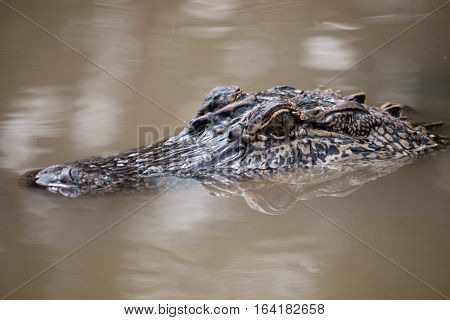 Alligator peaking out of muddy waters in Louisiana bayou
