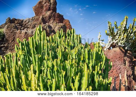 Exposure of different cacti in an arid zone