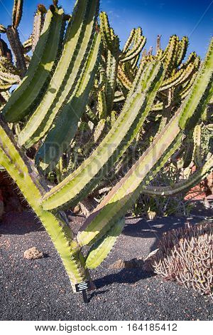 Cactus Stenocereus Prinosus from Central a Mexico