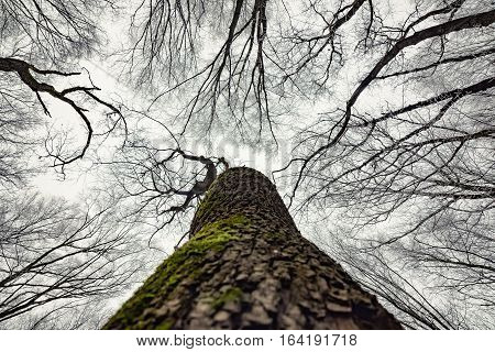 Lonely tree with sky view, which is surrounded by small branches