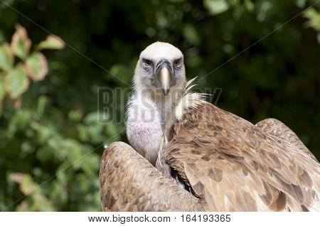 Griffon Vulture, Gyps fulvus. It is a large Old World vulture in the bird of prey family Accipitridae