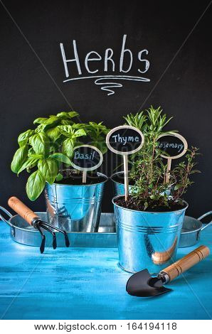 Herb garden thyme rosemary and basil in pots gardening tools chalk board and rustic blue background selective focus toned image
