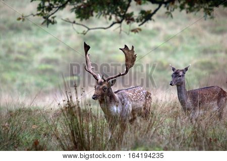 Fallow Buck being followed by a Fallow Doe