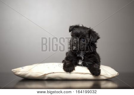 Cute puppy, (mix breed of Yorkie, Shitzu and Malteese), laying on a pillow. The pillow reflection showing on floor. Grey background.